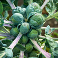 Brussels Sprout Seeds 500 Count Churchill Heirloom Non-GMO Brassica oleracea Vegetable Seeds