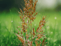 10 Seeds Sorghastrum nutans Indian Grass Ornamental Grass Native Prairie Grass