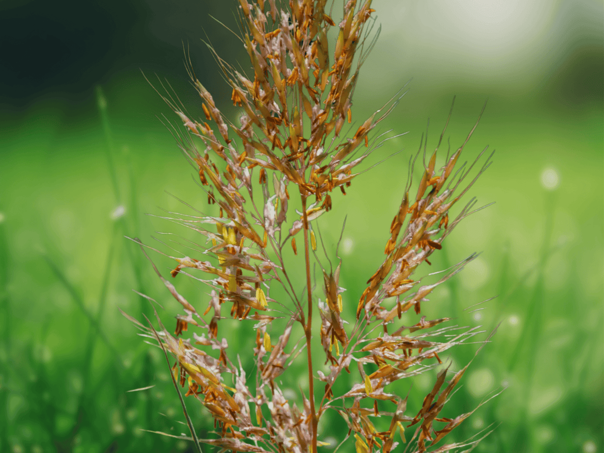 10 Seeds Sorghastrum nutans Indian Grass Ornamental Grass Native Prairie Grass