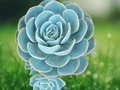 1 Live Plant Echeveria Glauca Blue Rose Succulent 2.5 Inch Pot Rosette Succulent