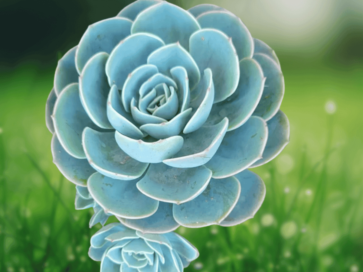 1 Live Plant Echeveria Glauca Blue Rose Succulent 2.5 Inch Pot Rosette Succulent