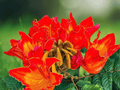 5 Seeds Spathodea campanulata African Tulip Tree Orange Flower