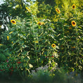 Skyscraper Sunflower Seeds | 20 Rare Exotic Seeds for Planting | Helianthus annuus