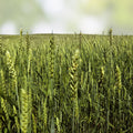 Triticale Seeds for Planting - Organic High Yield Variety - Triticosecale Grain Seeds
