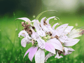 1 Live Plant Spotted Bee Balm Monarda punctata Pollinator Wildflower