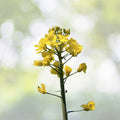 Organic Canola Rapeseed Seeds - Brassica napus - 20+ Seeds for Planting - Non-GMO, Heirloom