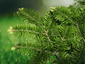 5 Seeds Abies fraseri Fraser Fir Tree Evergreen Conifer