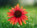 50 Seeds Sombrero Red Coneflower Echinacea Perennial Scarlet Red Blooms Hardy Pollinator Easy Grow Drought Tolerant
