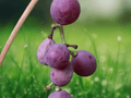 5 Seeds Vitis labrusca (Concord Grape) Hardy Fruit Vine