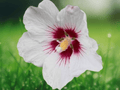 3 White Althea Rose of Sharon Hibiscus Live Plants Hardy Flowering Shrub