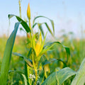 Hybrid Sweet Corn Seeds 2oz Bodacious SE Non-GMO - 75 Days Maturity, Zea mays