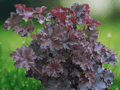 5 Seeds Heuchera micrantha Palace Purple Coral Bells Purple Foliage Perennial Shade Plant