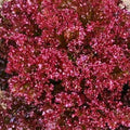 Lettuce Seeds 25+ Heirloom Red Leaf Lolla Rosa Non-GMO Crisp Dark Leaves Vegetable Seed