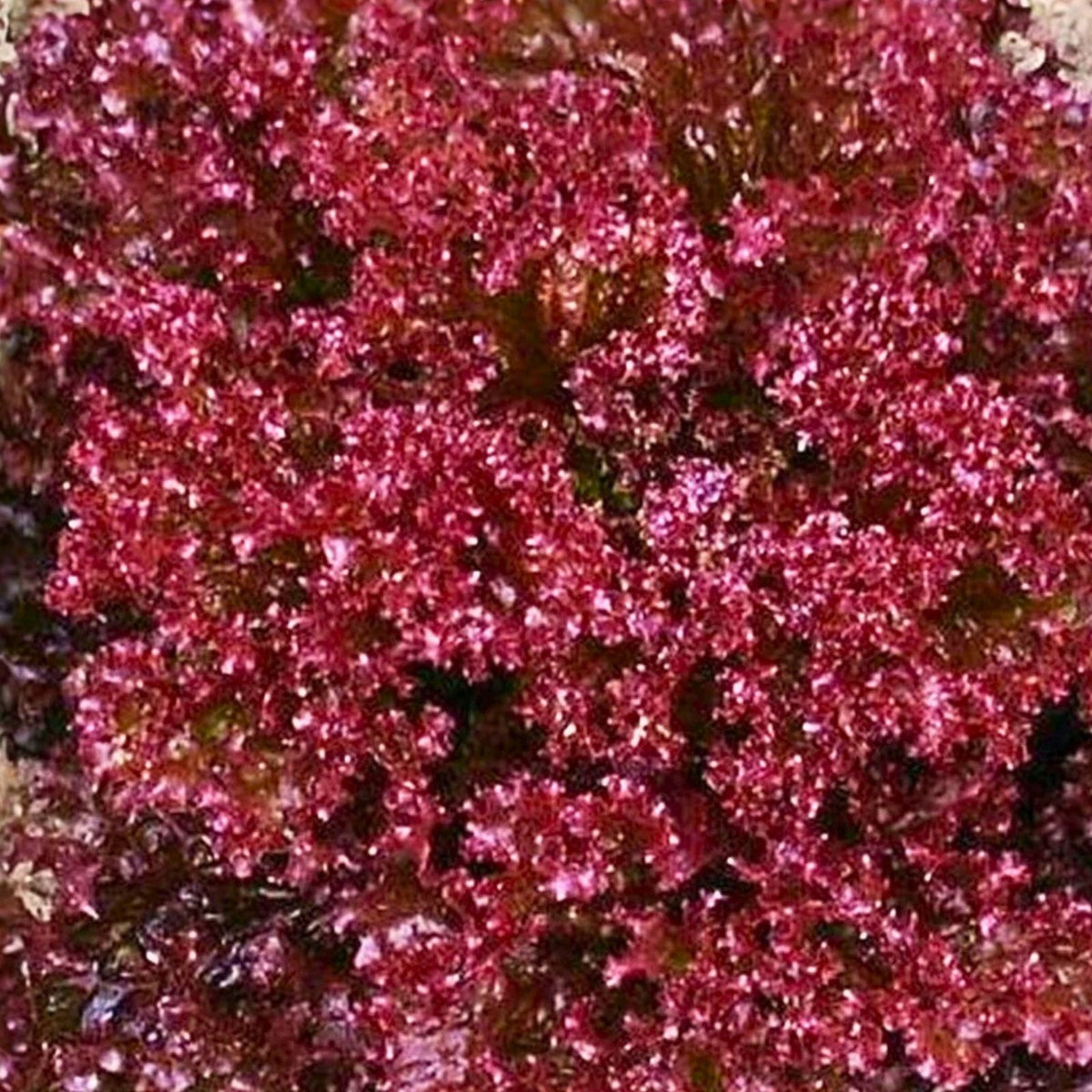 Lettuce Seeds 25+ Heirloom Red Leaf Lolla Rosa Non-GMO Crisp Dark Leaves Vegetable Seed