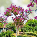 Crepe Myrtle Flower Tree Seeds - 100+ Seeds in 6 Bright Colors - Lagerstroemia - USA Seller