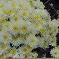 Chrysanthemum Seeds 200+ Pearl Gem Mum Flower Seeds Annual Garden Planting Easy to Grow Chrysanthemum spp.