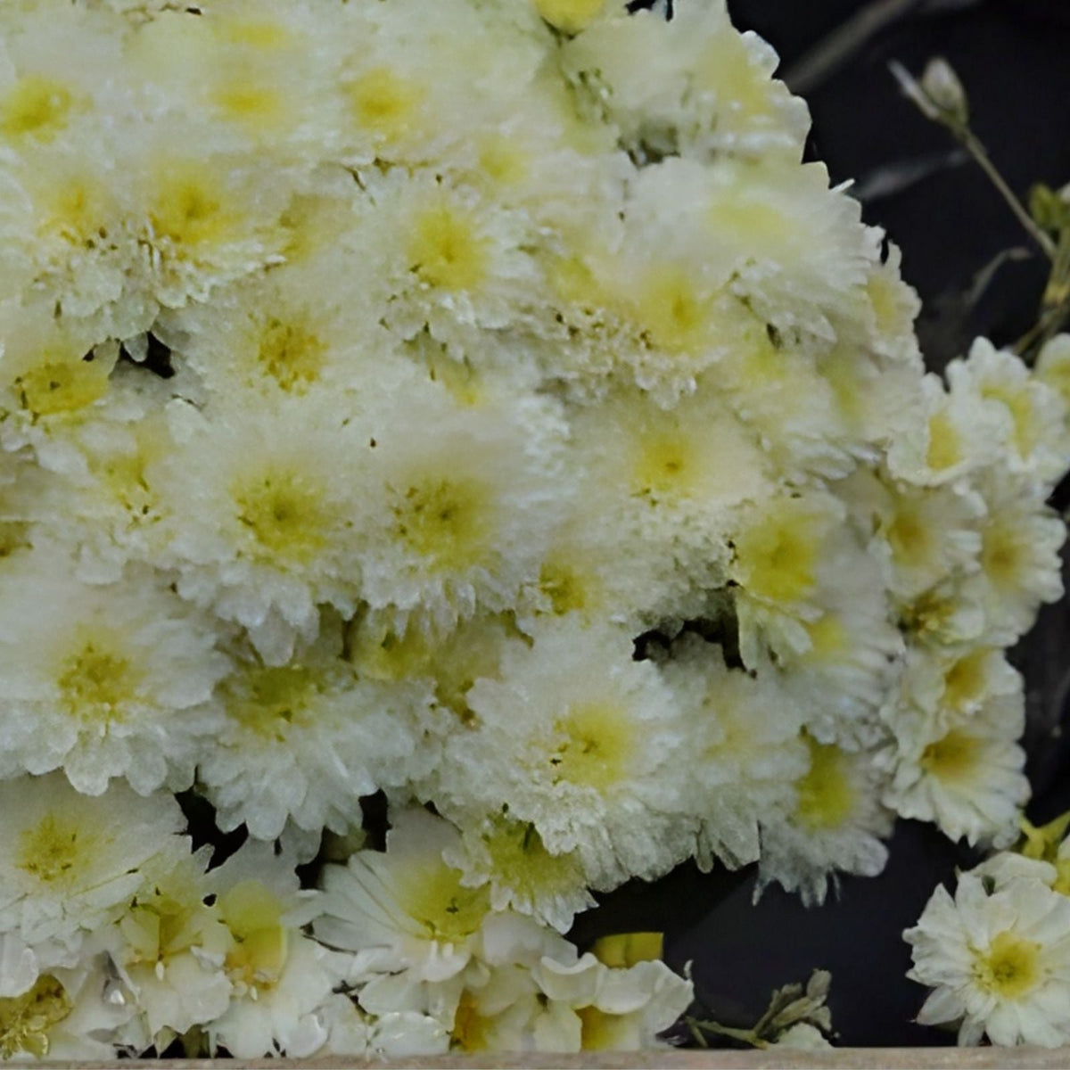 Chrysanthemum Seeds 200+ Pearl Gem Mum Flower Seeds Annual Garden Planting Easy to Grow Chrysanthemum spp.