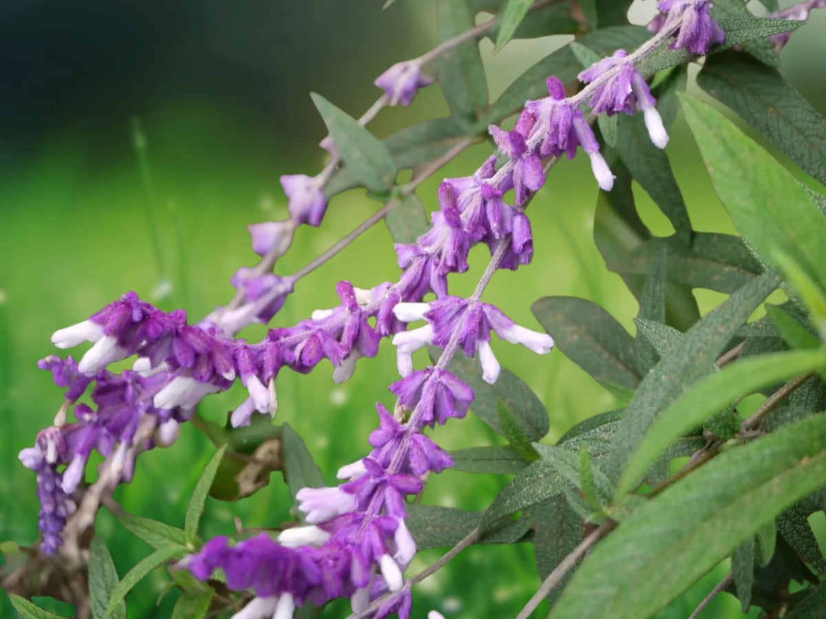 50 Seeds Salvia leucantha Mexican Bush Sage Violet Lavender Blooms Hardy Perennial Pollinator Friendly Cottage Garden