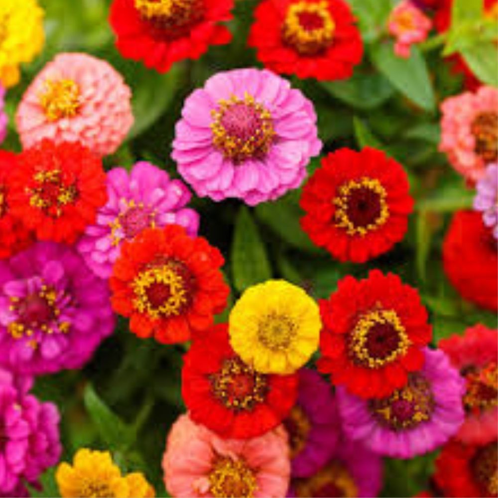 Organic Lilliput Zinnia Mix Seeds, Colorful Garden Flower Variety, USA Grown, Zinnia elegans