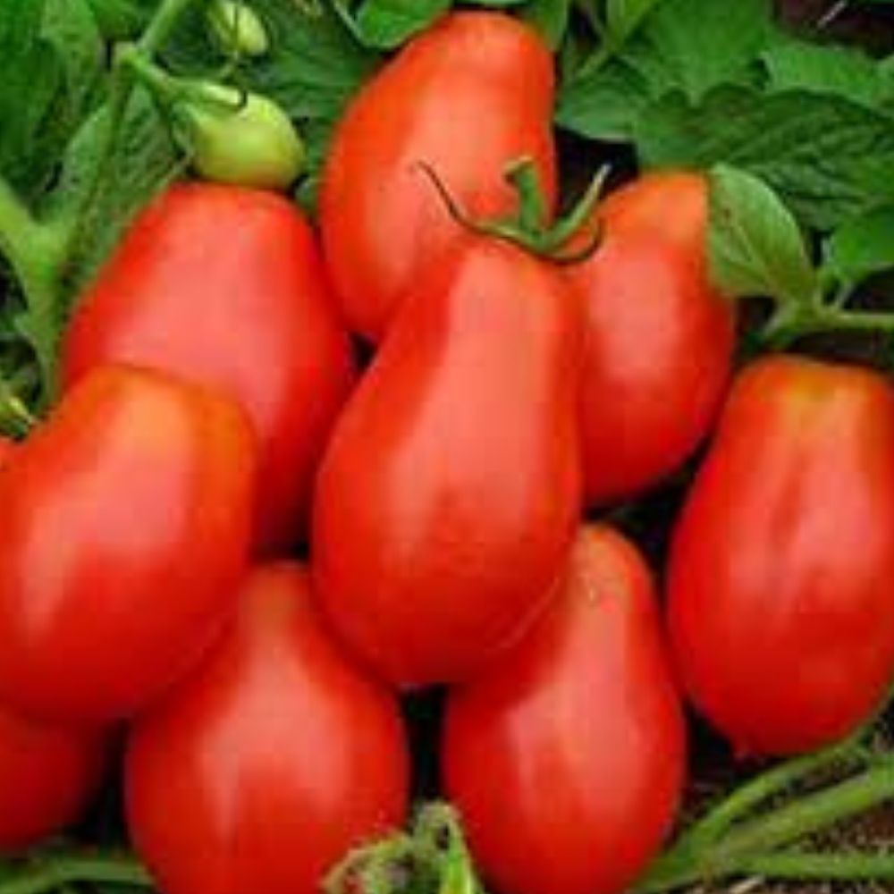 Roma Tomato Seeds 100 Count Organic Variety USA Grown Home Garden Solanum lycopersicum