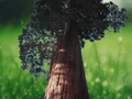 10 Seeds Sequoiadendron giganteum Giant Sequoia Tree Evergreen Conifer