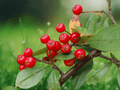 5 Seeds Aronia arbutifolia Red Chokeberry Native Berry Shrub