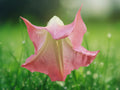 10 Seeds Angel Trumpet Brugmansia Hybrid Orange Pink Blooms Fragrant Tropical Tree Patio Outdoor