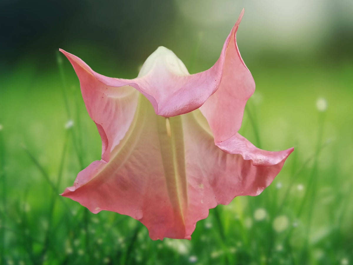 10 Seeds Angel Trumpet Brugmansia Hybrid Orange Pink Blooms Fragrant Tropical Tree Patio Outdoor