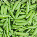 Dundale Pea Seeds – Heirloom Non-GMO – 50+ Pisum sativum for Edible Peas, Garden Planting, Organic Vegetable Seeds