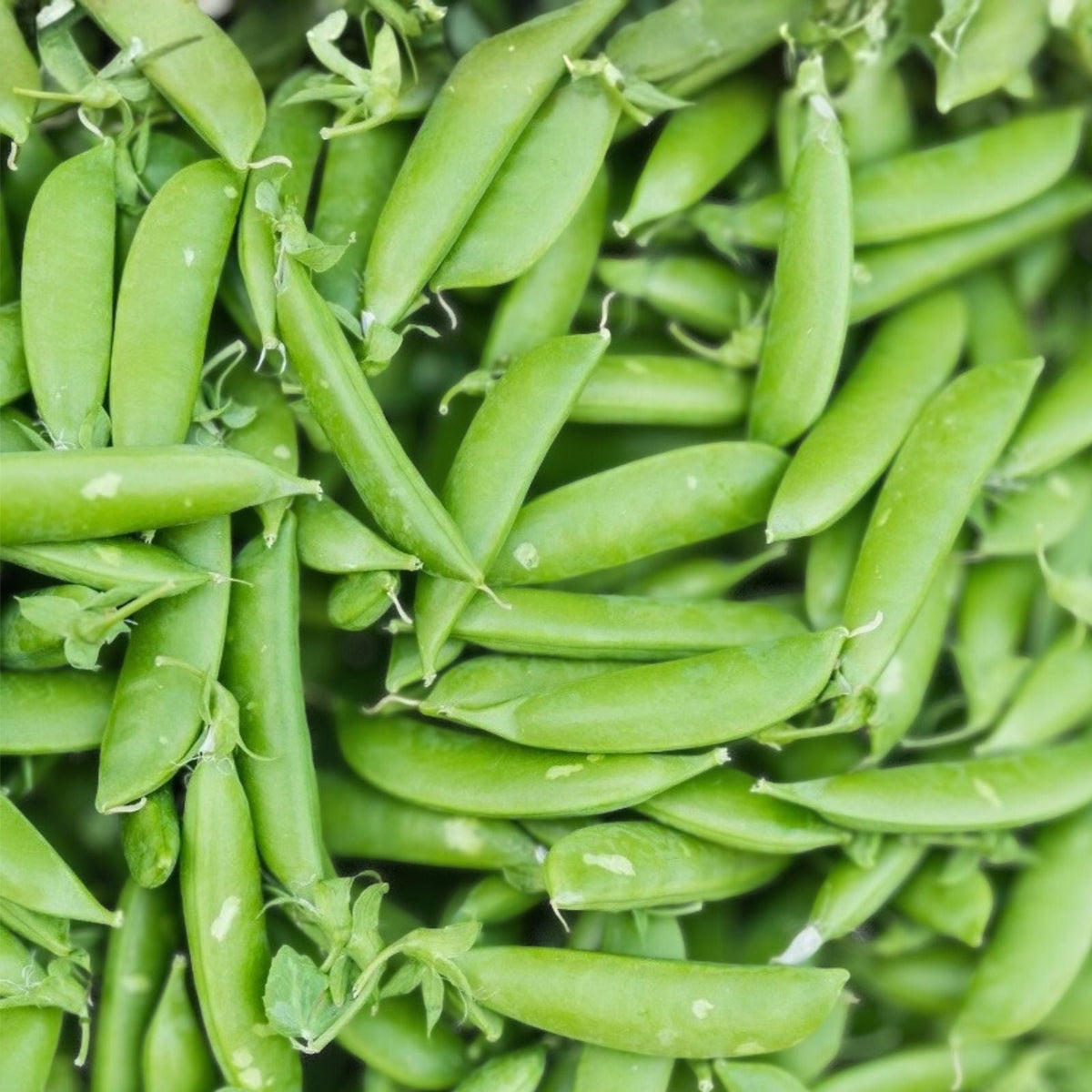 Dundale Pea Seeds – Heirloom Non-GMO – 50+ Pisum sativum for Edible Peas, Garden Planting, Organic Vegetable Seeds