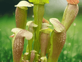 1 Live Plant Sarracenia Bug Bat Carnivorous Pitcher Plant Red Hooded Hybrid for Bog Gardens Outdoor Collections