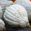 Blue Hubbard Squash Seeds - Organic 10 Seeds - Cucurbita maxima - USA Grown, Heirloom, Non-GMO, Free Shipping