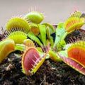 Venus Flytrap Plant - Rooted Division - 'Miss Pimbeche' - Dionaea muscipula - Carnivorous Houseplant