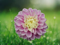 25 Dahlia Seeds Fluffles Dahlia Pinnata Soft Pink Hardy Perennial Easy Grow Summer Flower Ornamental