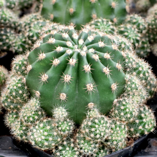Echinobivia Rainbow Bursts