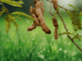 5 Seeds Tamarindus indica Tamarind Tree Tropical Shade Fruit Pod