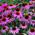 Purple Coneflower Seeds 250+ Count - Butterfly Attracting Echinacea purpurea Non-GMO Made in USA