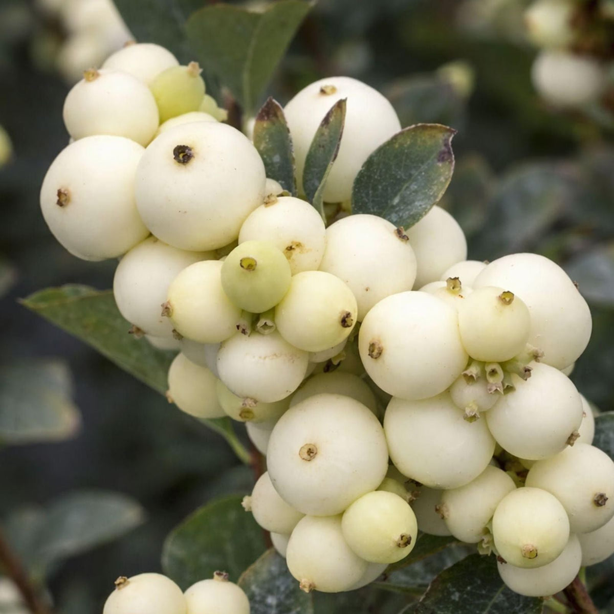 Snowberry Shrub Seeds – 50+ Non-GMO Symphoricarpos albus Seeds for Garden, Landscaping, and Wildflower Planting