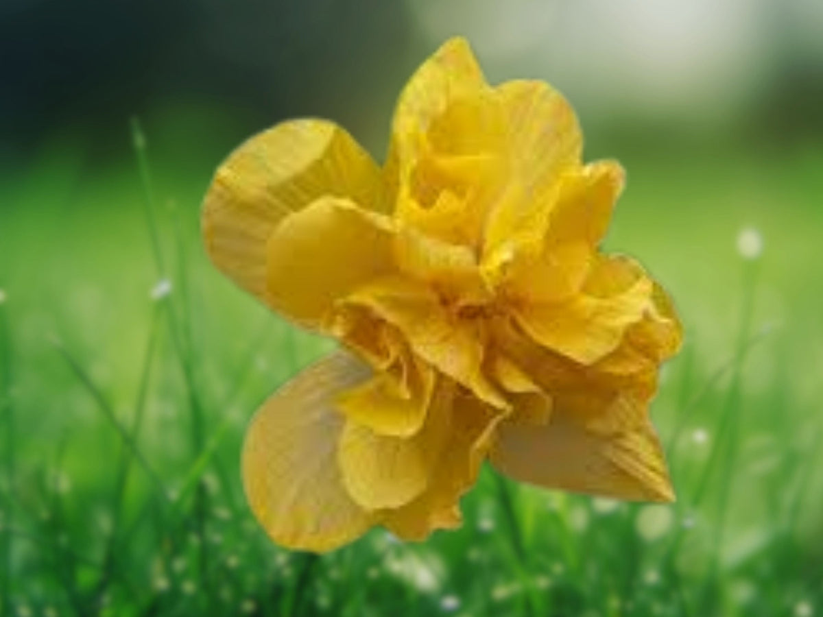 20 Seeds Double Yellow Hibiscus Tropical Perennial Fragrant Ruffled Blooms Easy Grow Garden Patio