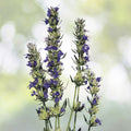 Hyssop Seeds - 200+ Fragrant Blue Flower Perennial Herb Seeds - Hyssopus officinalis - Mint Family - USA