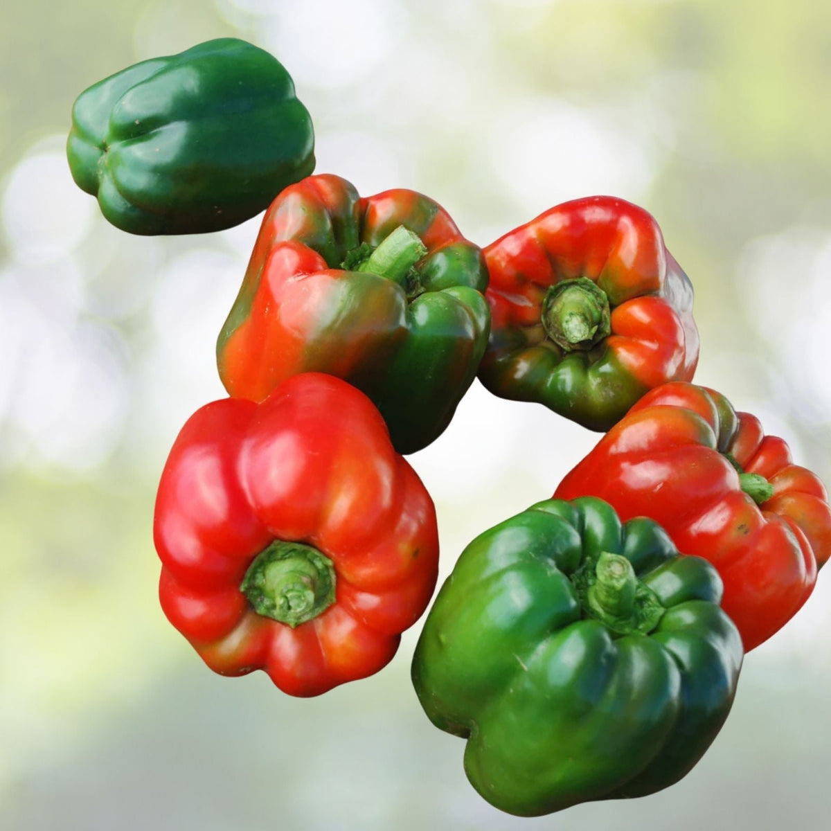 Ozark Giant Sweet Pepper Seeds (20+ Seeds) | Non-GMO | Vegetable | Capsicum annuum