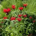 Bee Balm Live Perennial Starter Plant Jacob Cline Monarda didyma Fresh Garden Plant, Herb, Bee Attractant