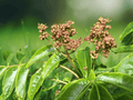 5 Seeds Phellodendron amurense Amur Cork Tree Deciduous Shade Tree