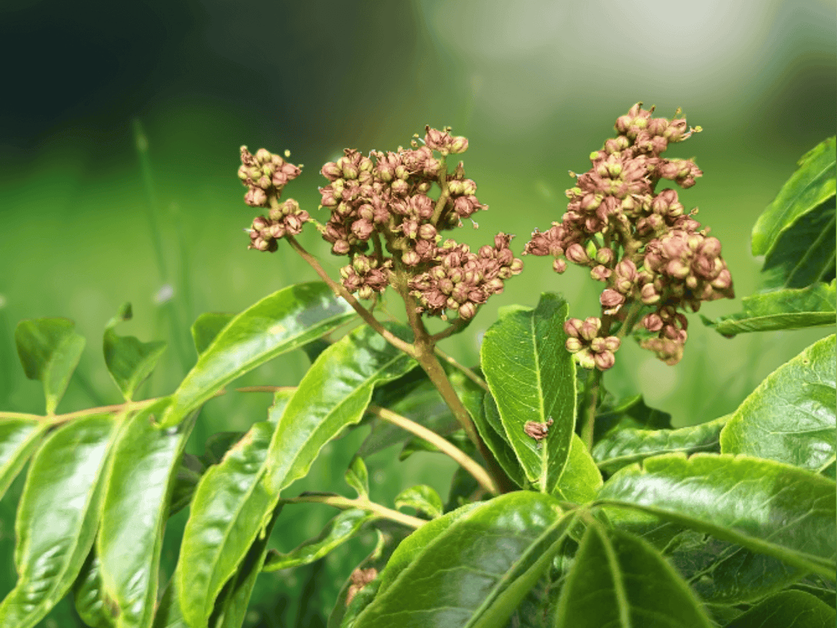 5 Seeds Phellodendron amurense Amur Cork Tree Deciduous Shade Tree