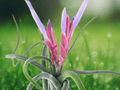 1 Live Air Plant Tillandsia Caput Medusae 6+ Inch Indoor Houseplant