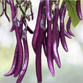 Chinese Eggplant Seeds - Long Purple Variety - 50+ Seeds - Aubergine Asian Vegetable - Non-GMO