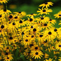 Gloriosa Daisy Seeds 1000 Pack Organic USA Grown Rudbeckia Hirta Wildflower Garden Plant