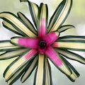 Neoregelia Full Moon Bromeliad 6" Pot - Vibrant Tropical Indoor/Outdoor Plant - Neoregelia spp.