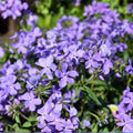 Phlox Seeds 125 Count Blue Moon Variety Annual Garden Flower Seeds Phlox paniculata