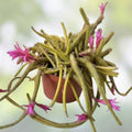 Rat Tail Cactus Cuttings 3 Fresh Aporocactus Flagelliform Succulent Pink - Live Plant, Easy Care, Indoor or Outdoor, Desert Plant